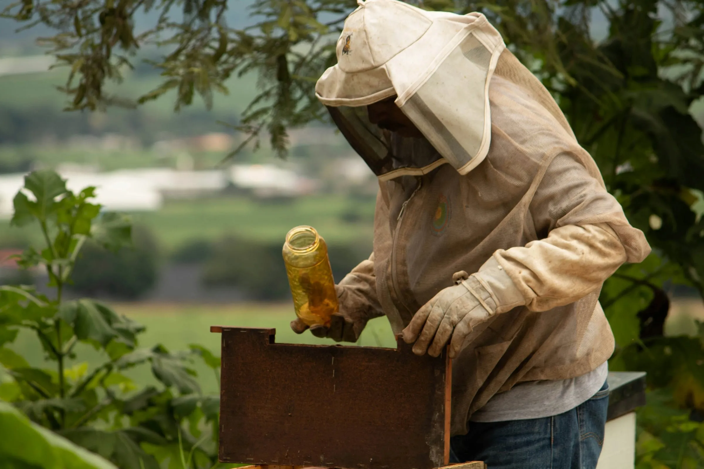 A beekeeper in a veil working a hive among trees