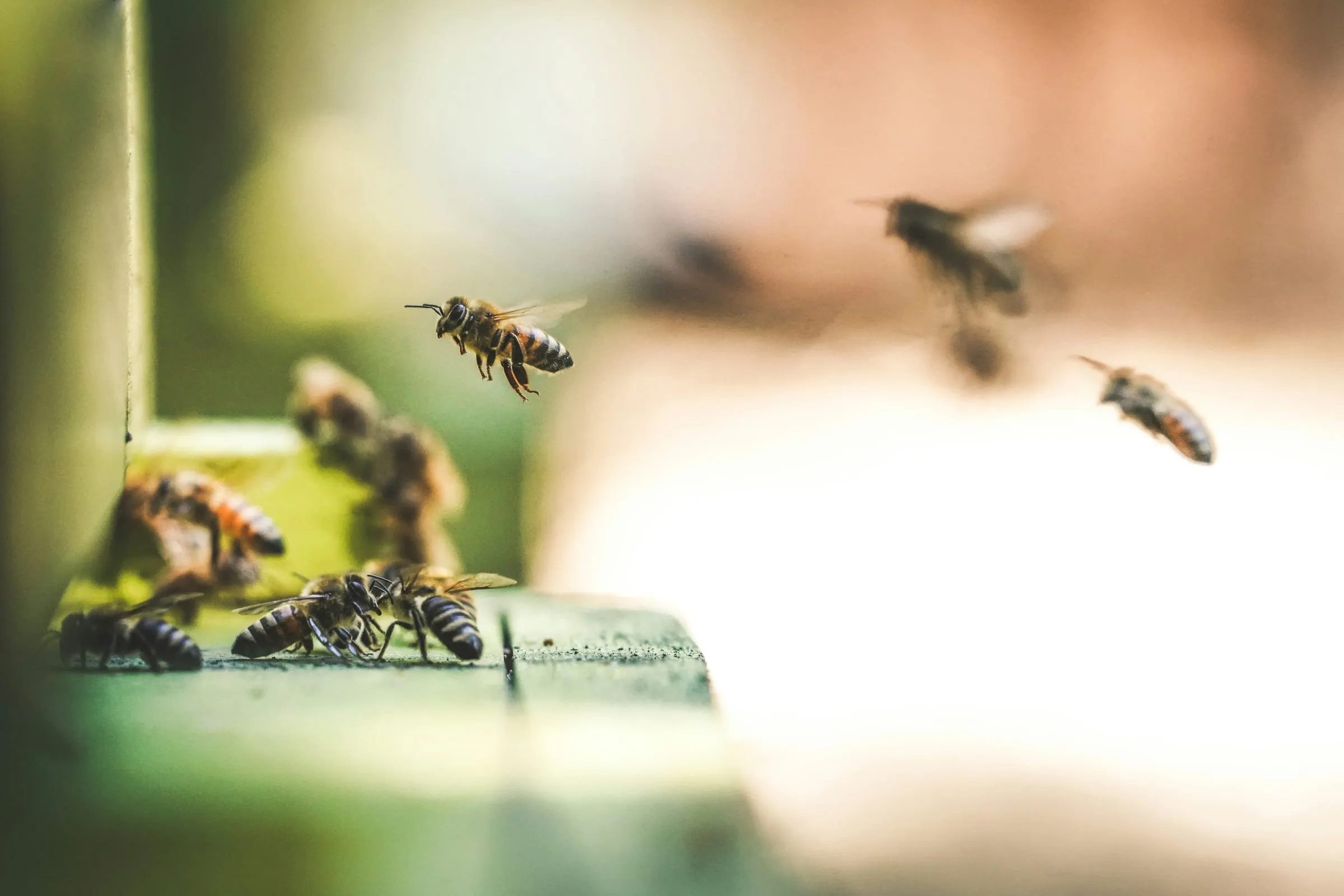 Honeybees flying in front of their hive