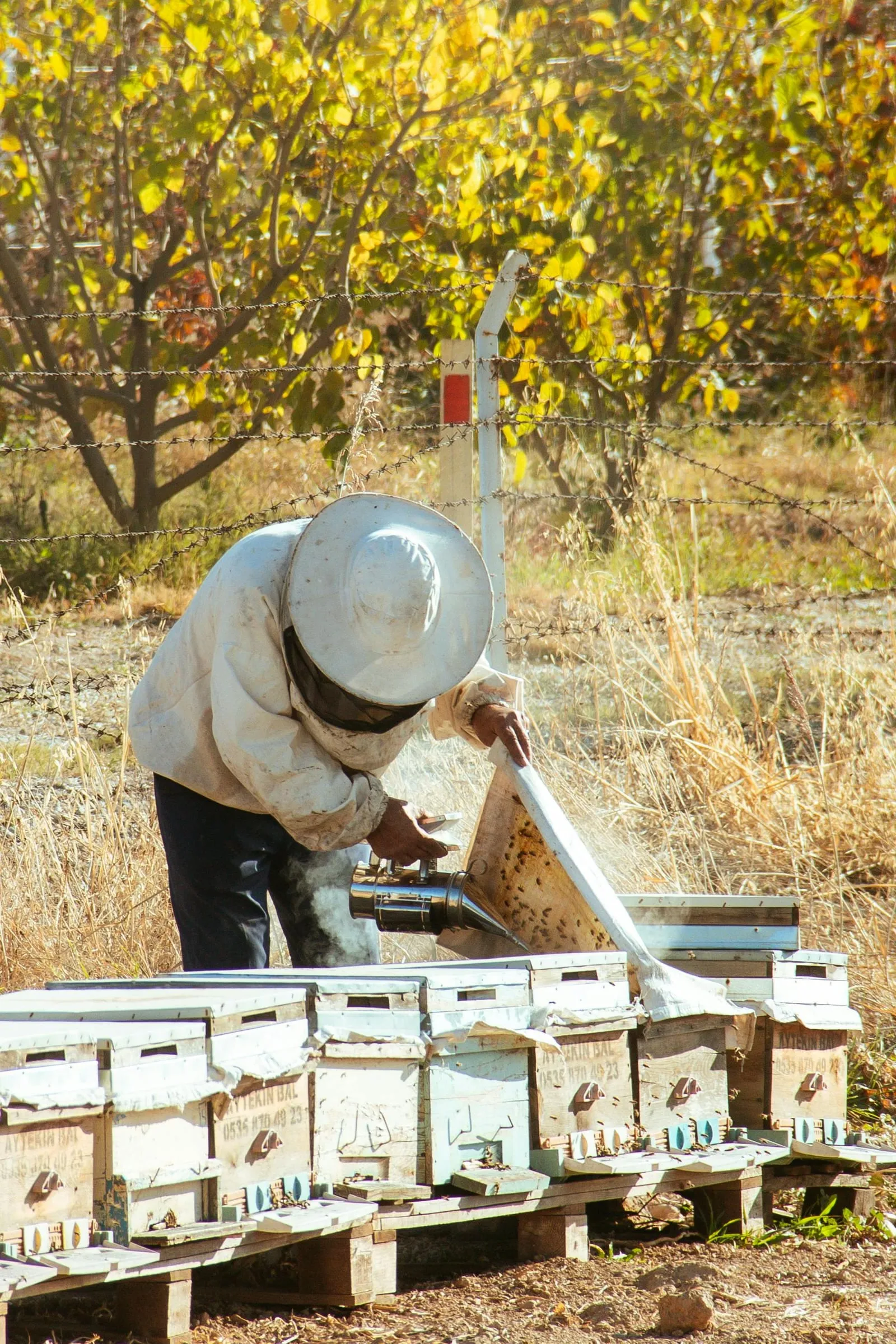 A beekeeper checking a row of hives at the edge of a field