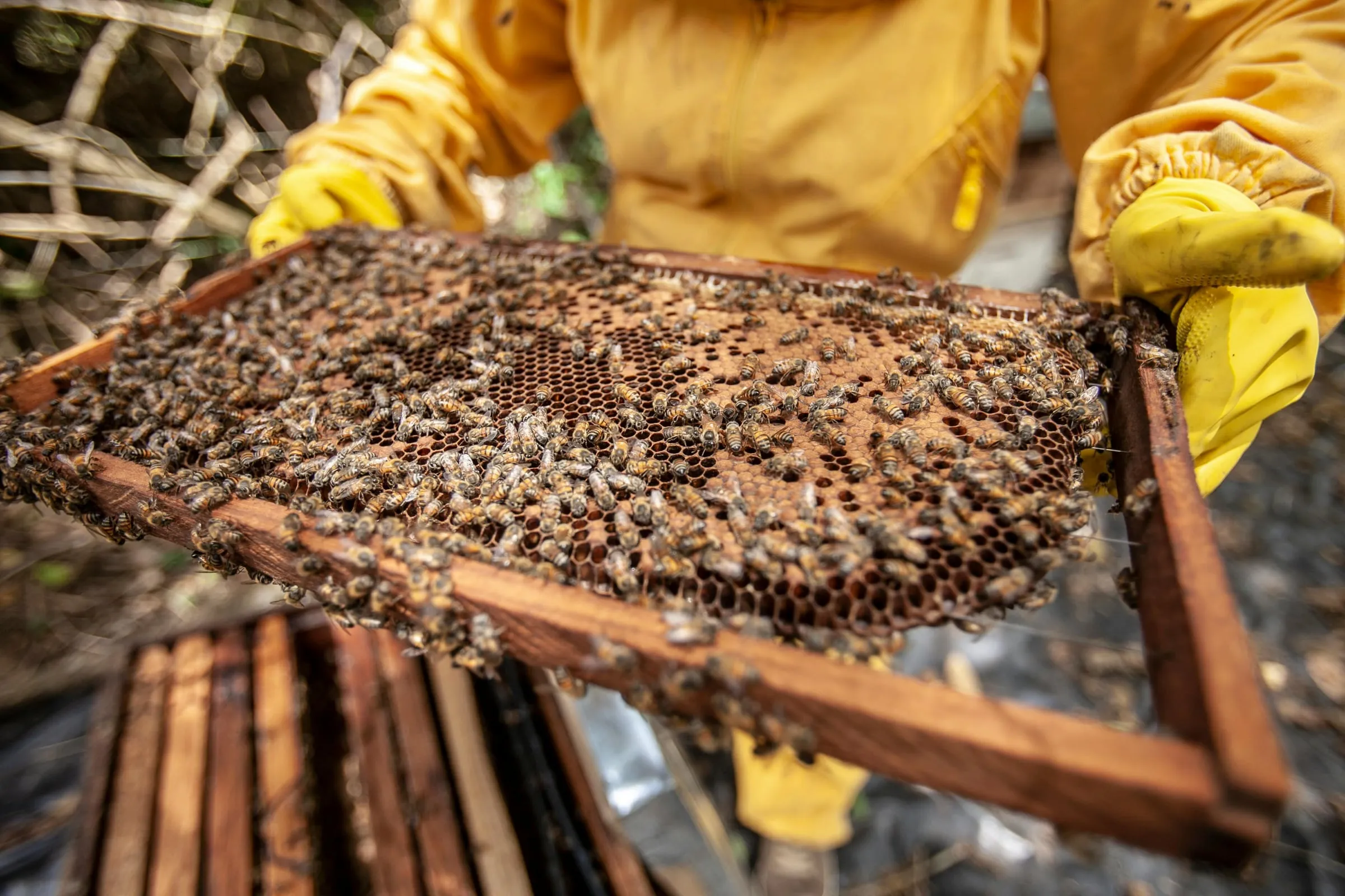 A beekeeper holding up a frame covered in honeybees and capped honey