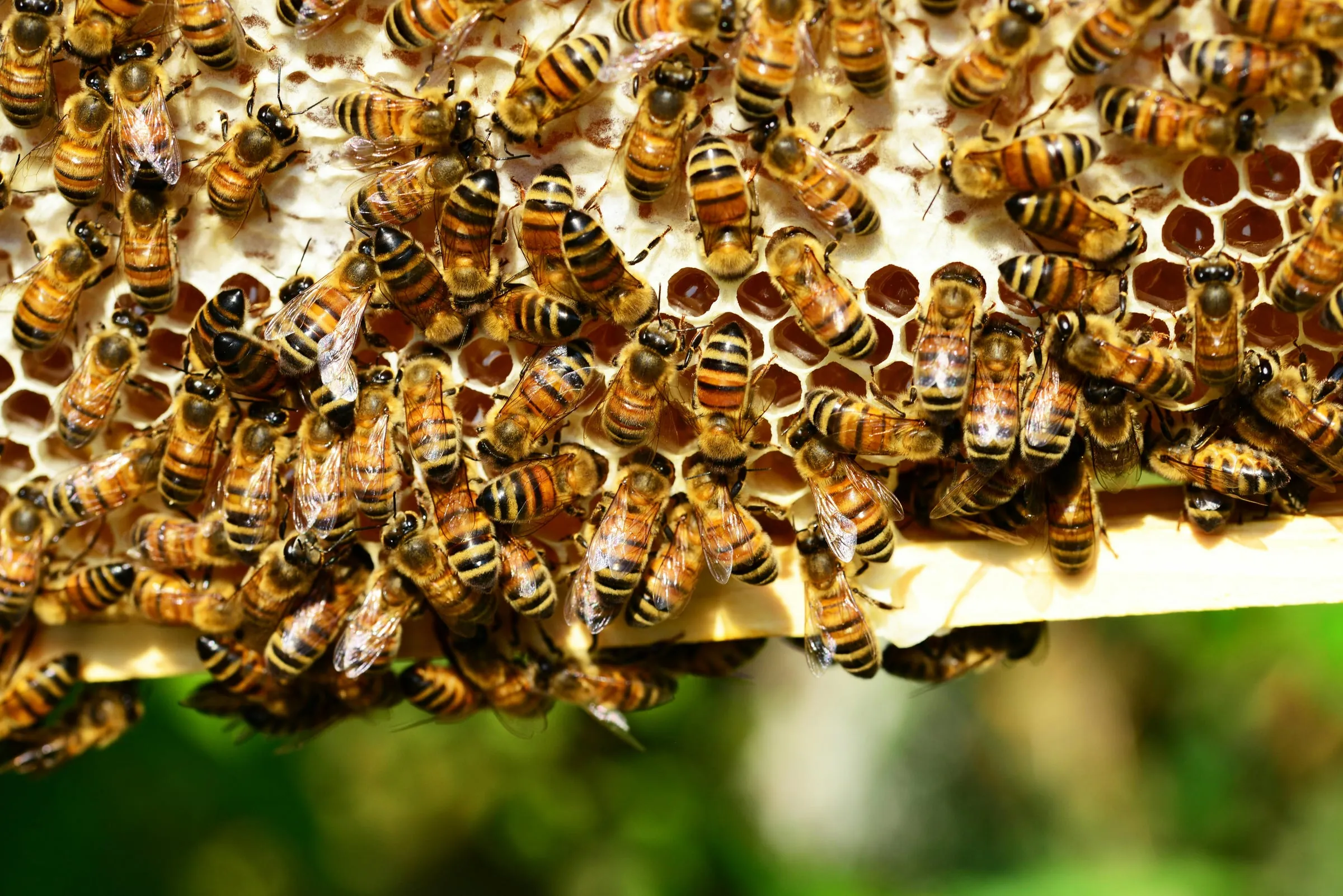 Honeybees crowded on a frame of comb
