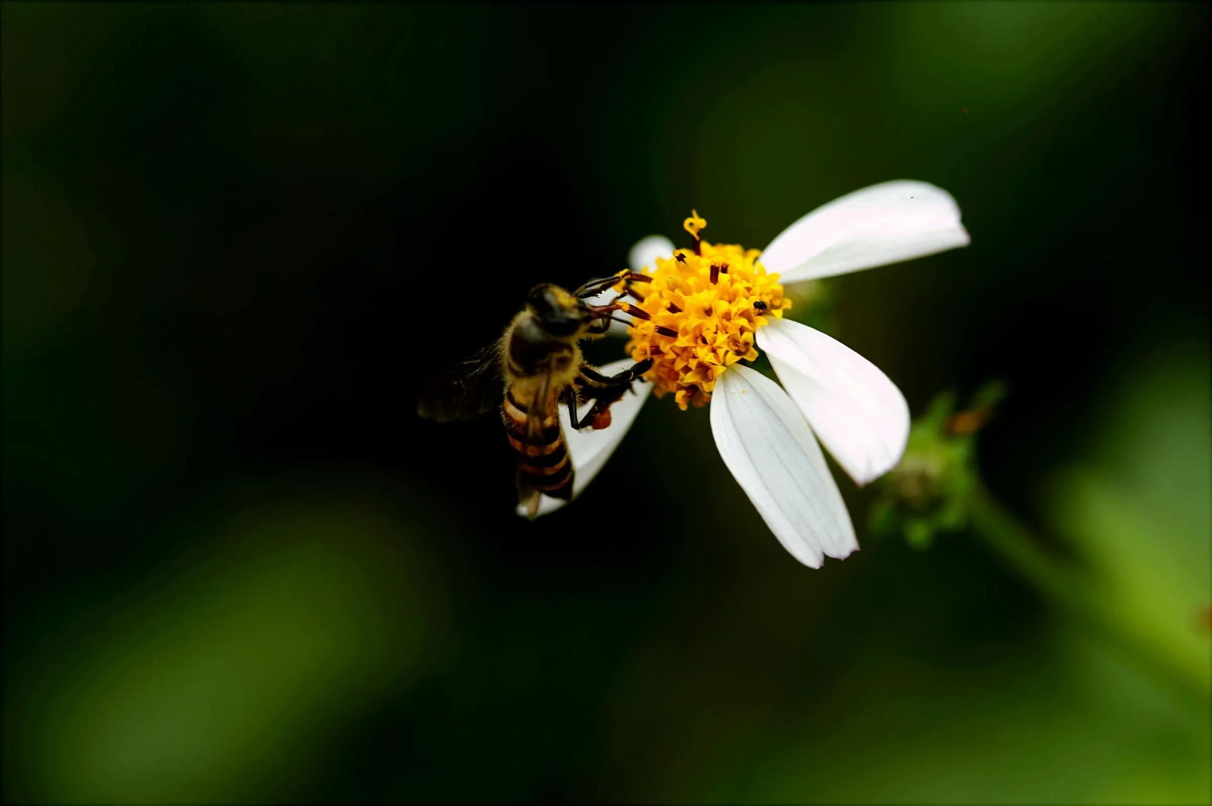 A fuzzy honeybee on a white flower