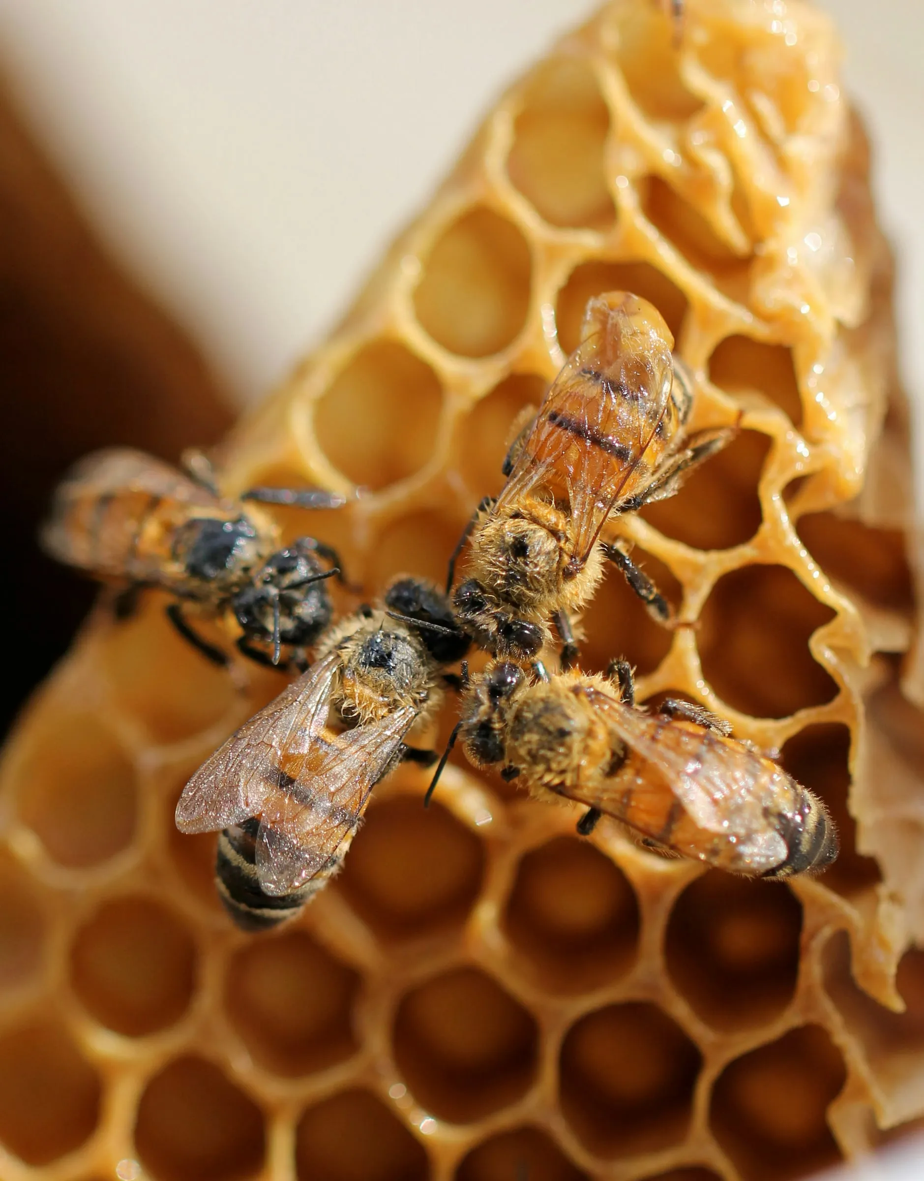 Honeybees on a honeycomb in a hive