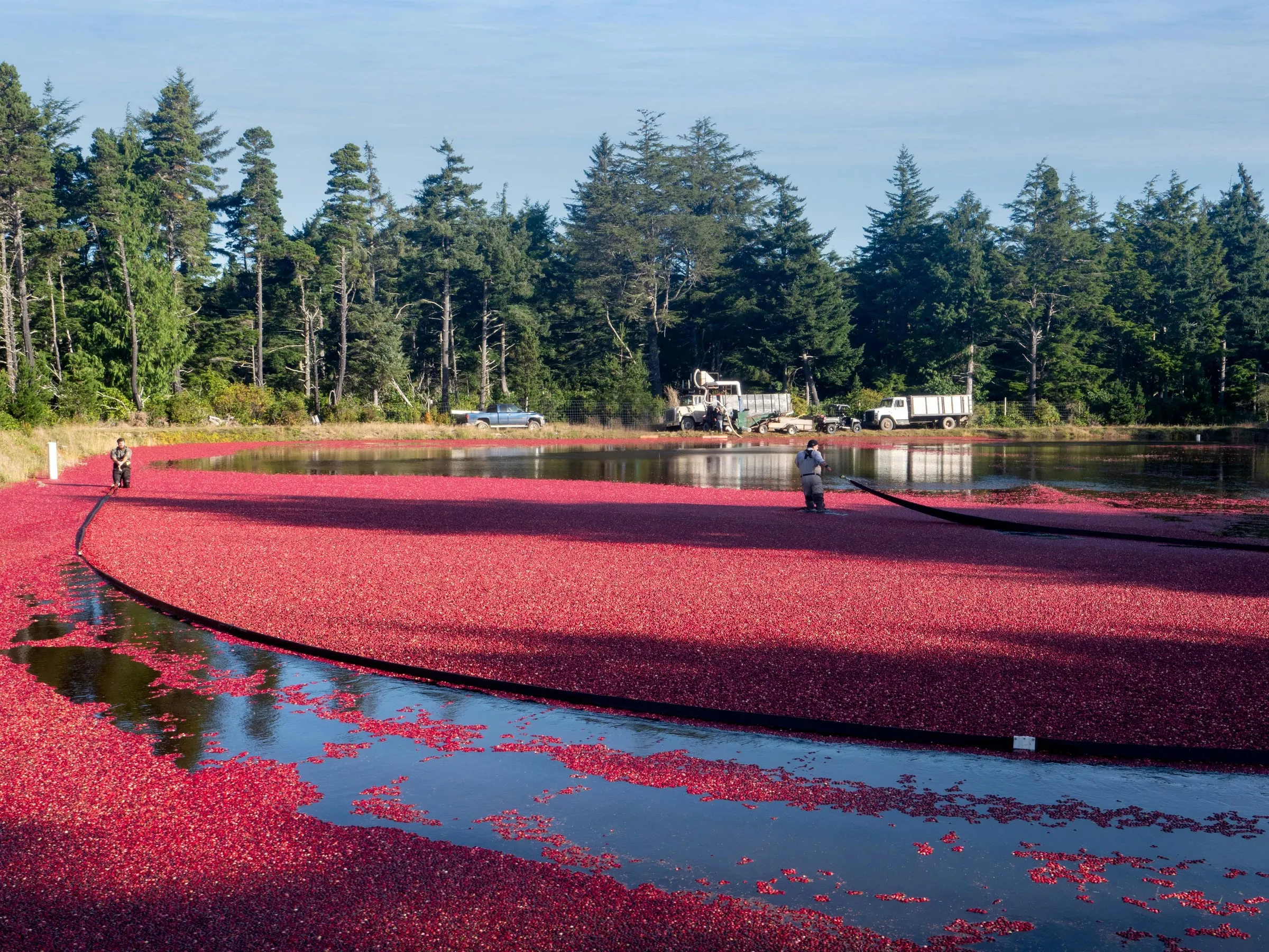 A flooded cranberry bog at harvest, red with floating berries