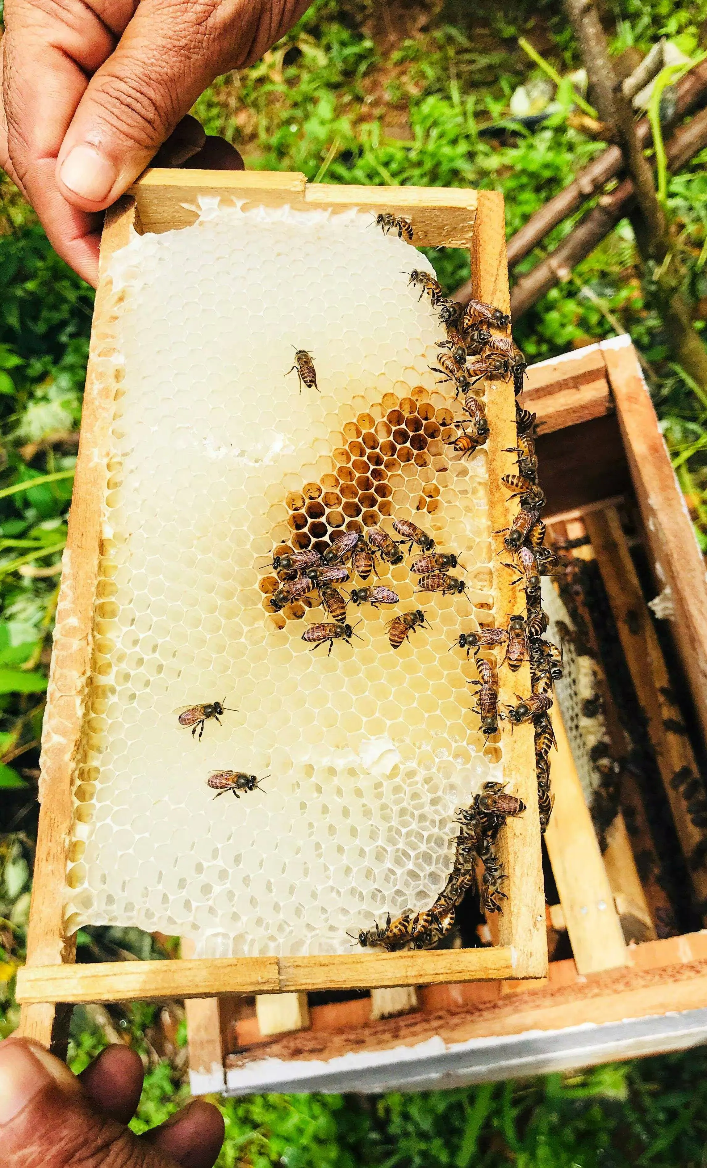 A beekeeper holding a frame of capped brood