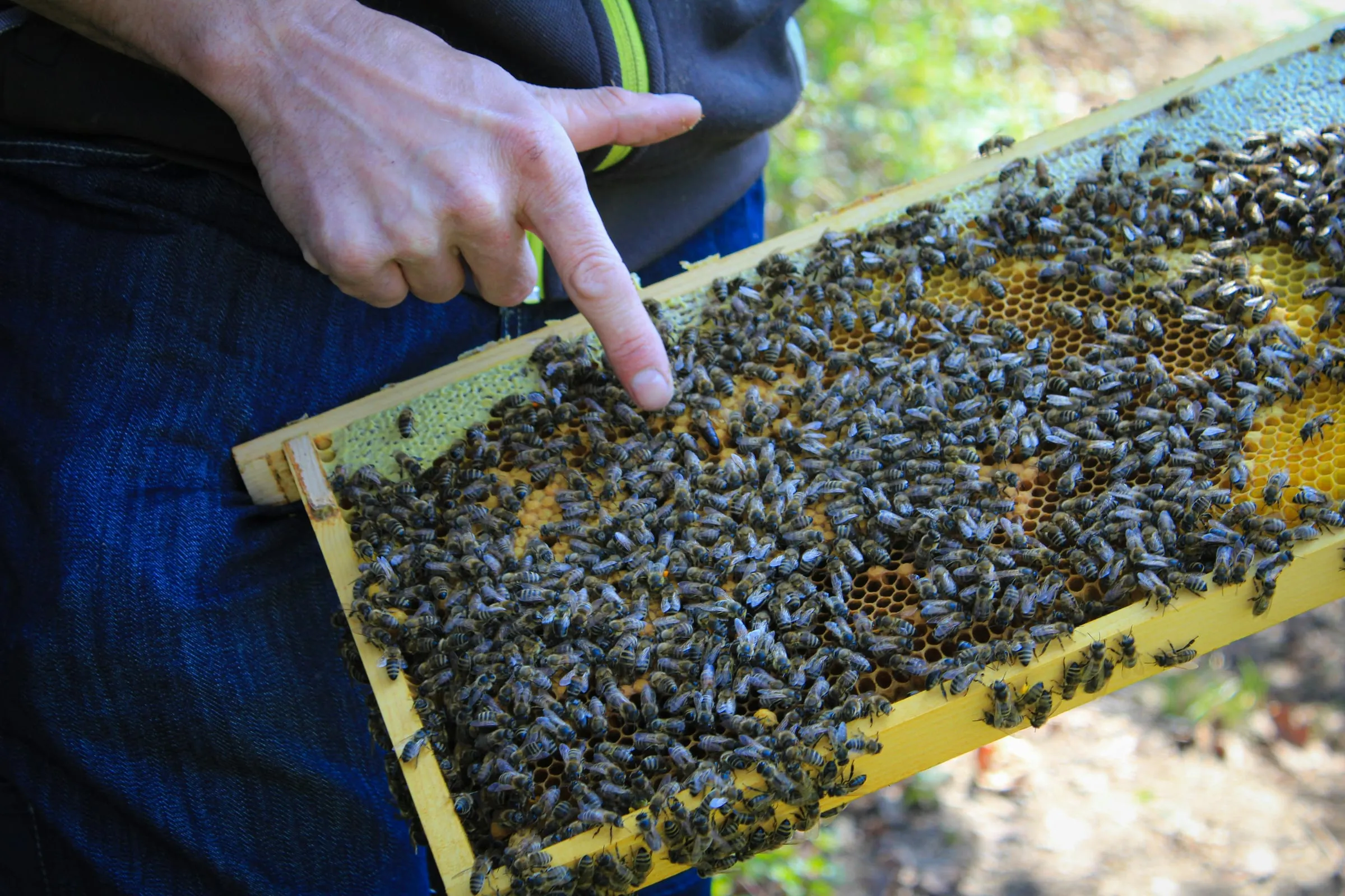 A beekeeper's hands holding a frame covered with worker bees