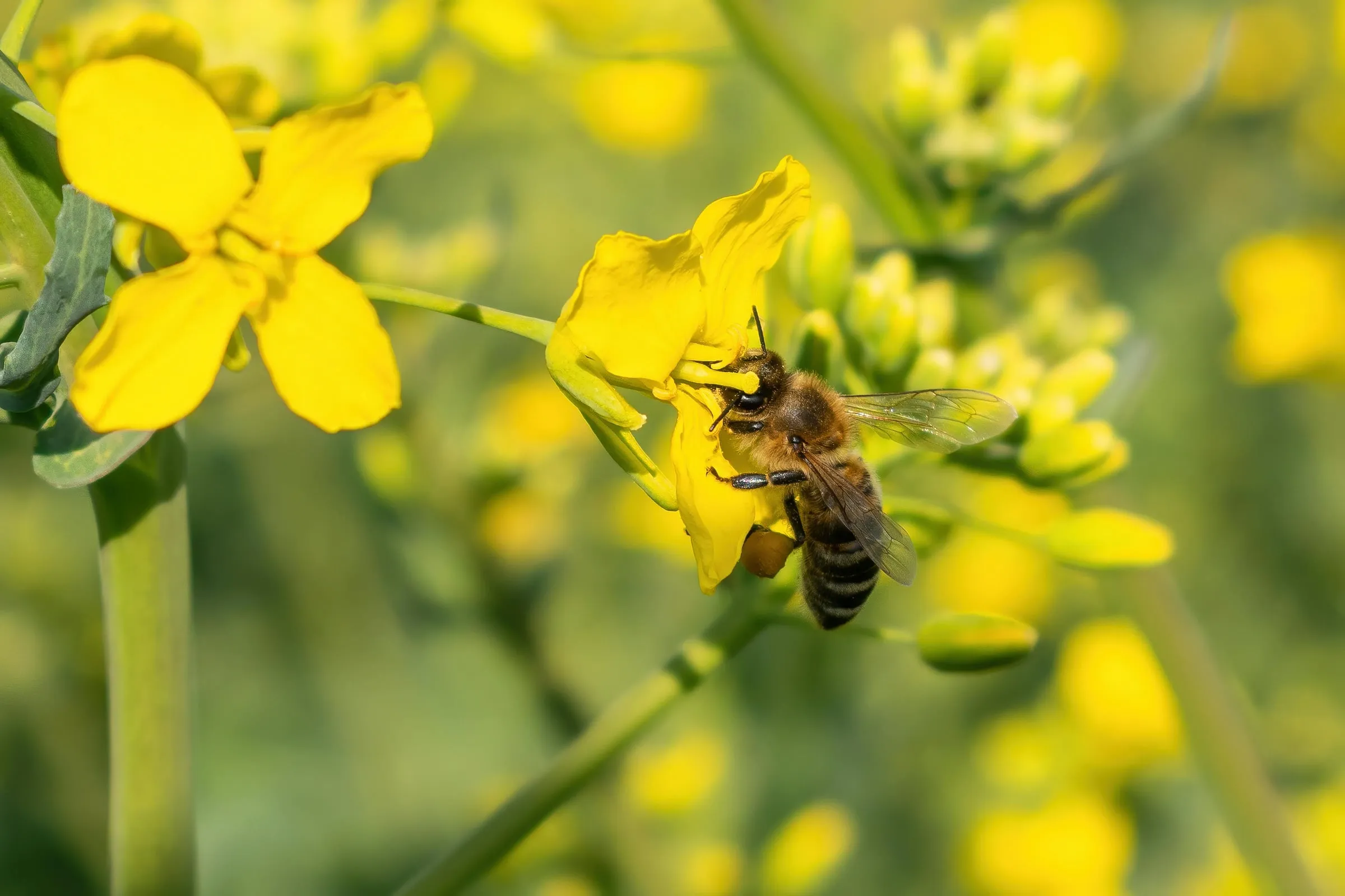 A honeybee gathering nectar from small yellow flowers