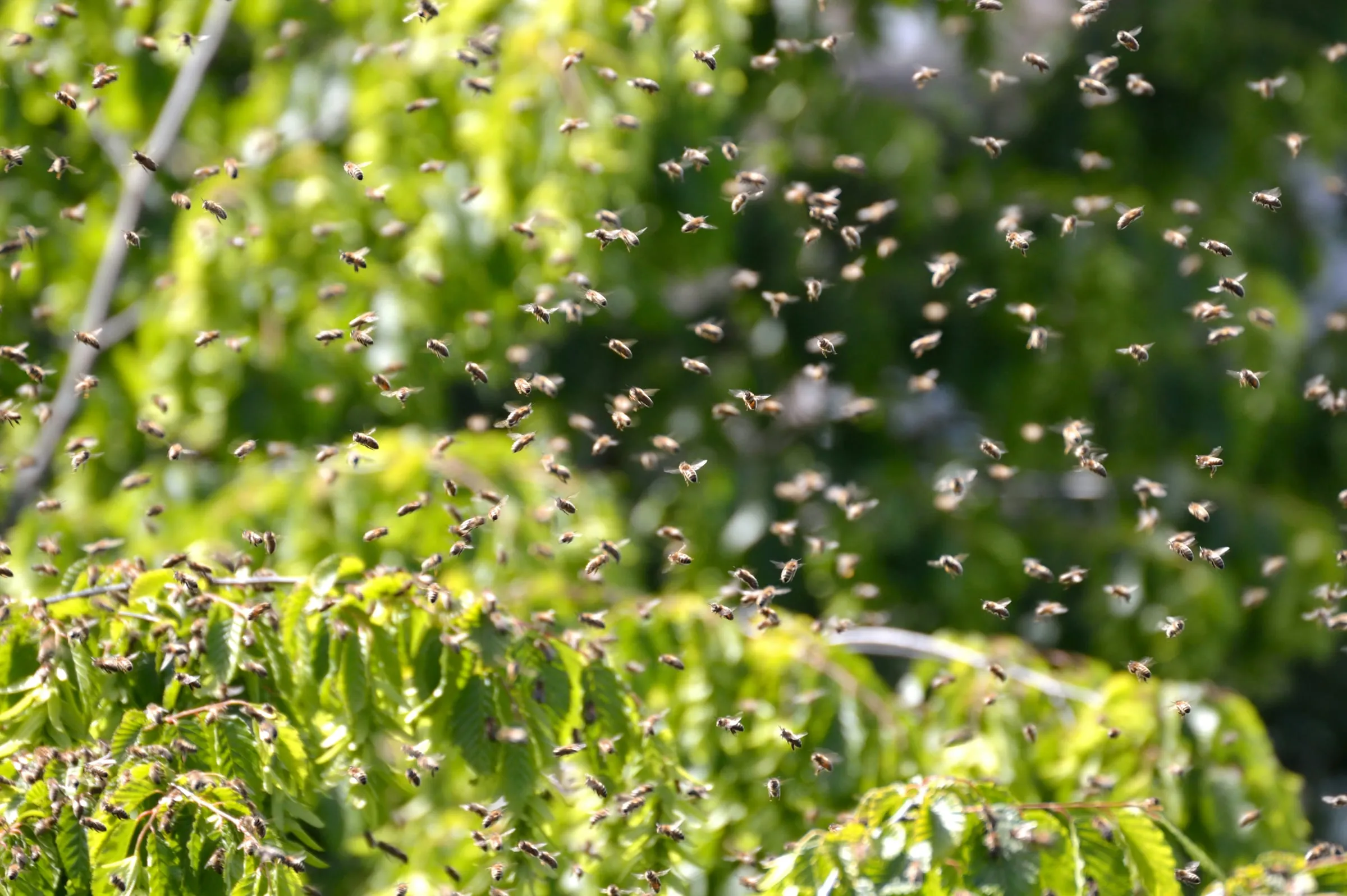 A swarm of honeybees flying through the air near trees
