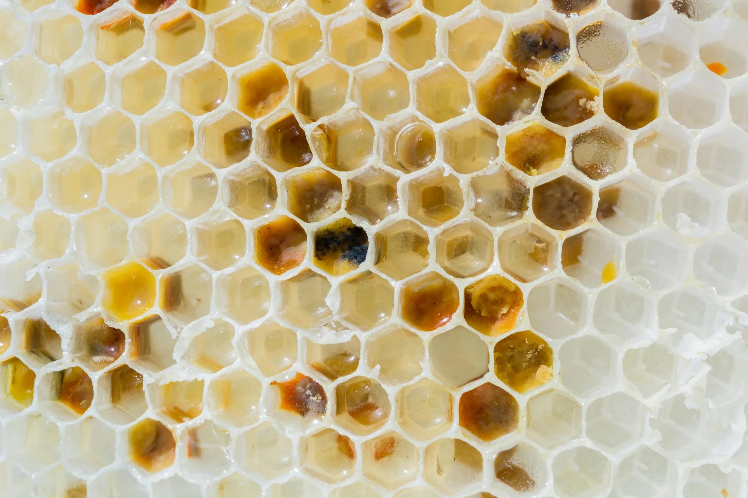 Close-up of hexagonal honeycomb cells, some filled with honey