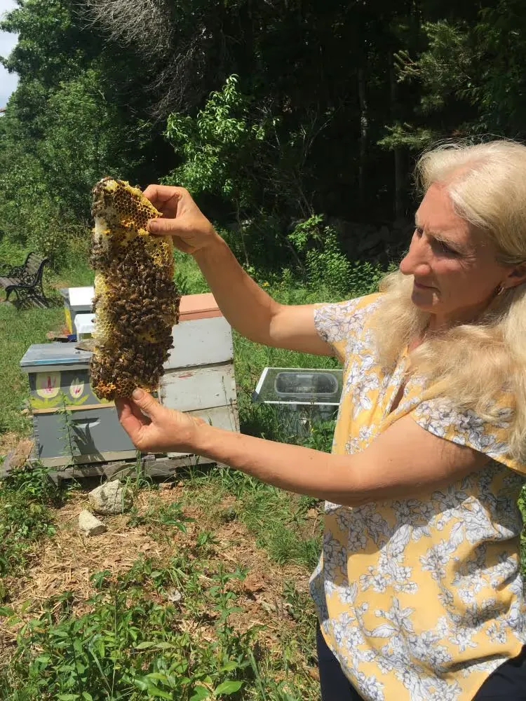 Nettie holding up a frame covered in bees beside her hives